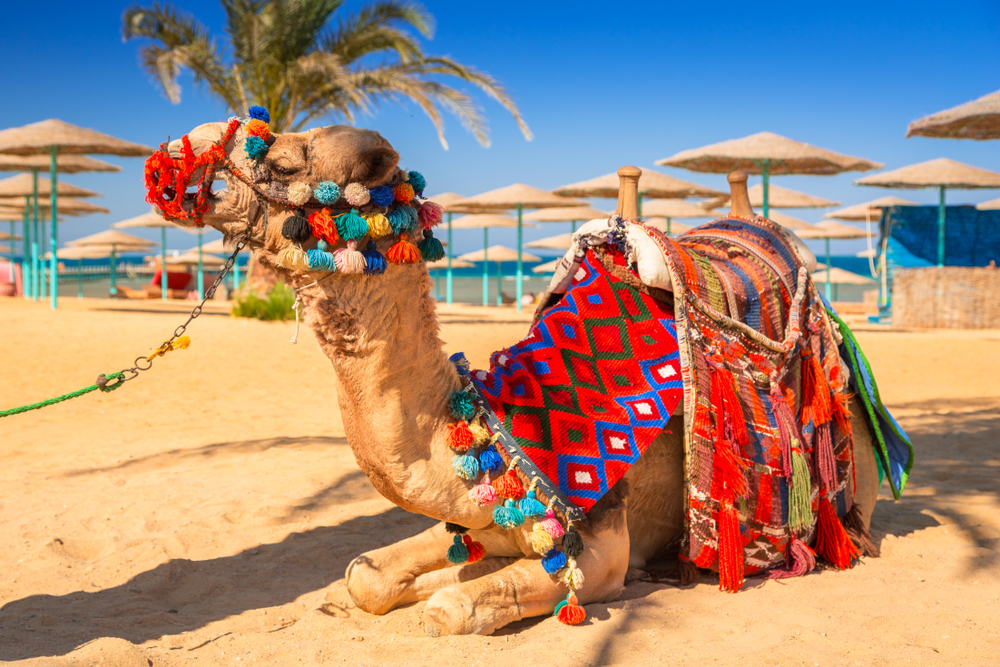Hurghada  - Zaventem