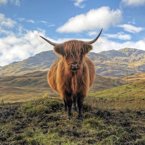 Schotland - Edinburgh - Highlands & Loch Ness