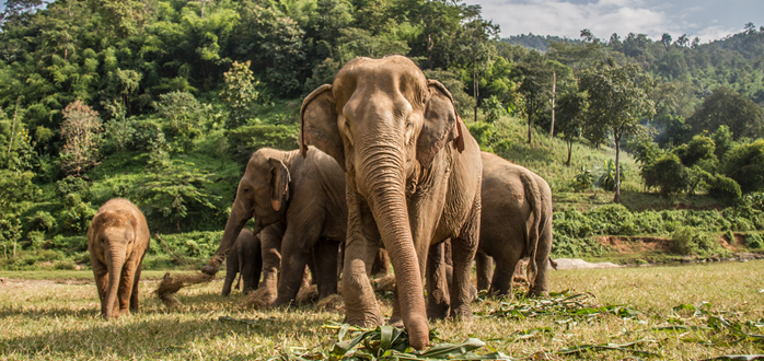 CHIANG MAI (O/L/A)