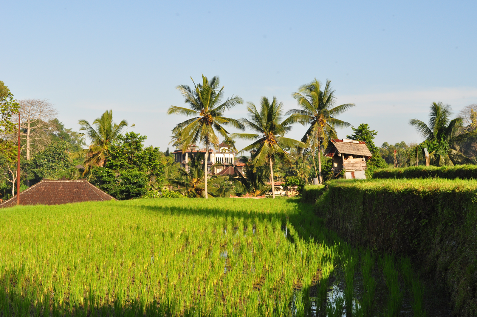 RUMAH DESA – PETANG – UBUD (O/-/A)