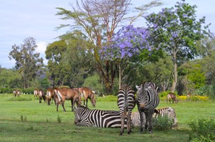NAIROBI - NAIVASHA (O/L/A) 