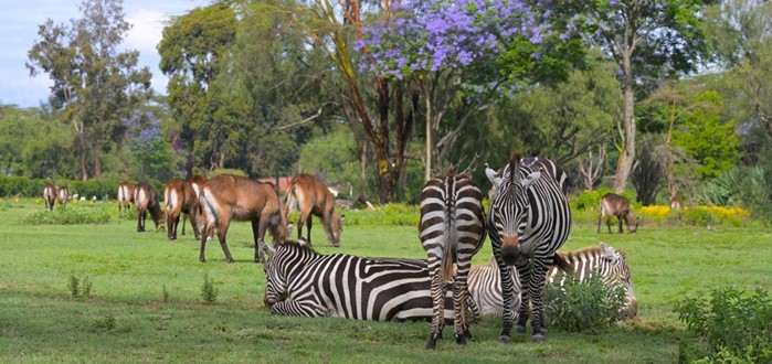 NAIROBI - NAIVASHA (O/L/A) 