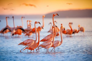 NAIVASHA - NAKURU (O/L/A)