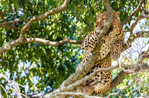 NAKURU – MASAI MARA (O/L/A)
