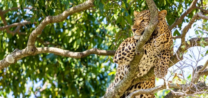 NAKURU – MASAI MARA (O/L/A)