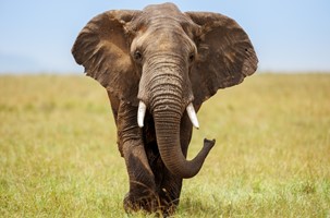 MASAI MARA (O/L/A)