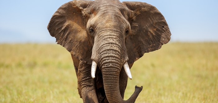 MASAI MARA (O/L/A)