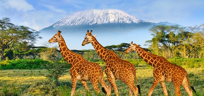 AMBOSELI NATIONAL PARK (O/L/A)