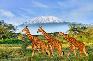 AMBOSELI NATIONAL PARK (O/L/A)