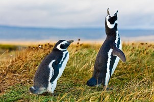 Falklandeilanden 