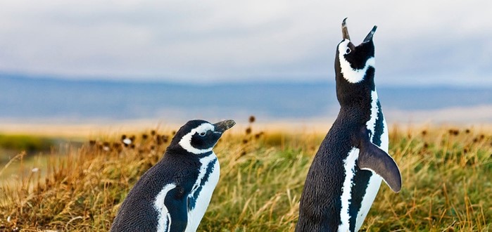 Falklandeilanden 