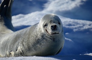 Het Antarctisch Schiereiland