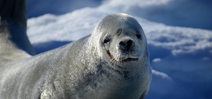 Het Antarctisch Schiereiland