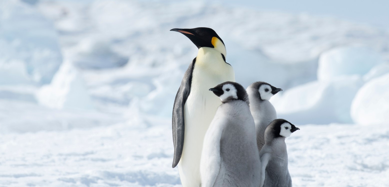 Expeditie Antarctica